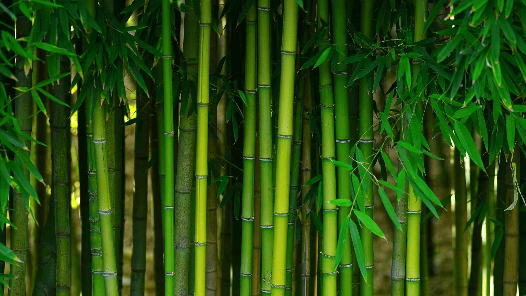 bamboo backdrop